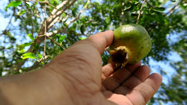 istock Picking Pomegranate at home garden 875134232