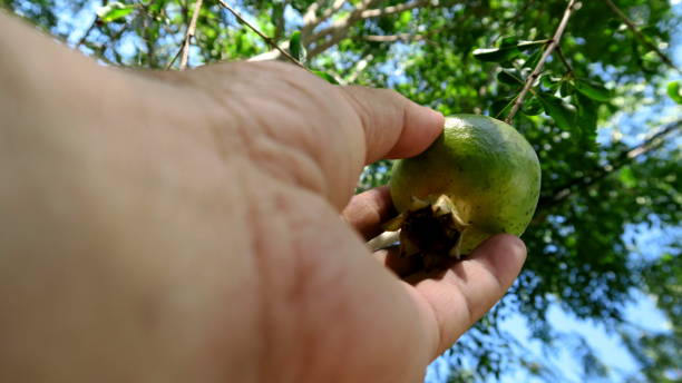 istock Picking Pomegranate at home garden 875134508