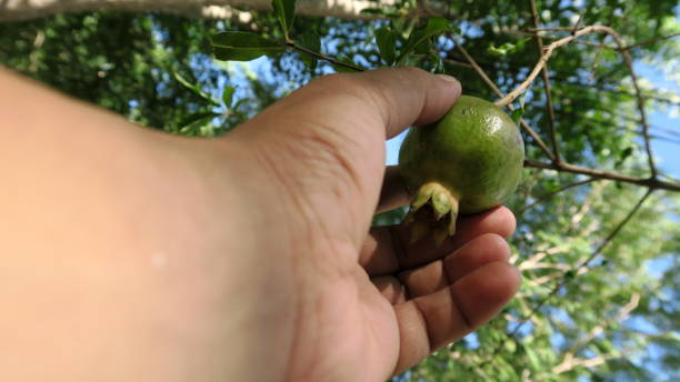 istock Picking Pomegranate at home garden 875134660