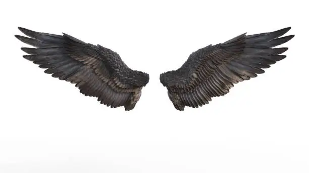 3d Illustration Demon Wings, Black Wing Plumage Isolated on White Background.