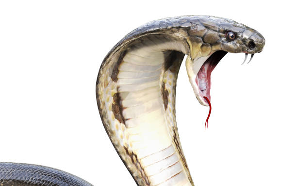 king cobra snake - cobra stock-fotos und bilder