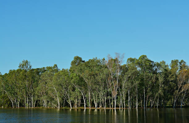 istock Eucalyptus was born along the stream. 875138138