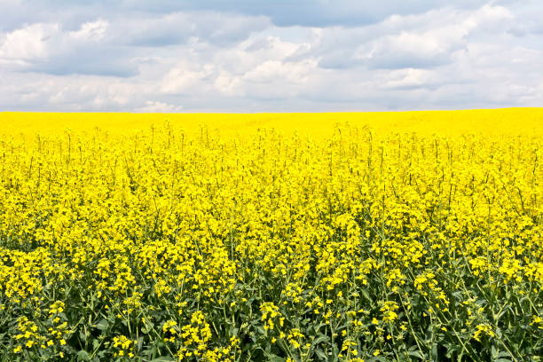 istock Landscape with clouds and a canola field during flowering in early spring. 875144782
