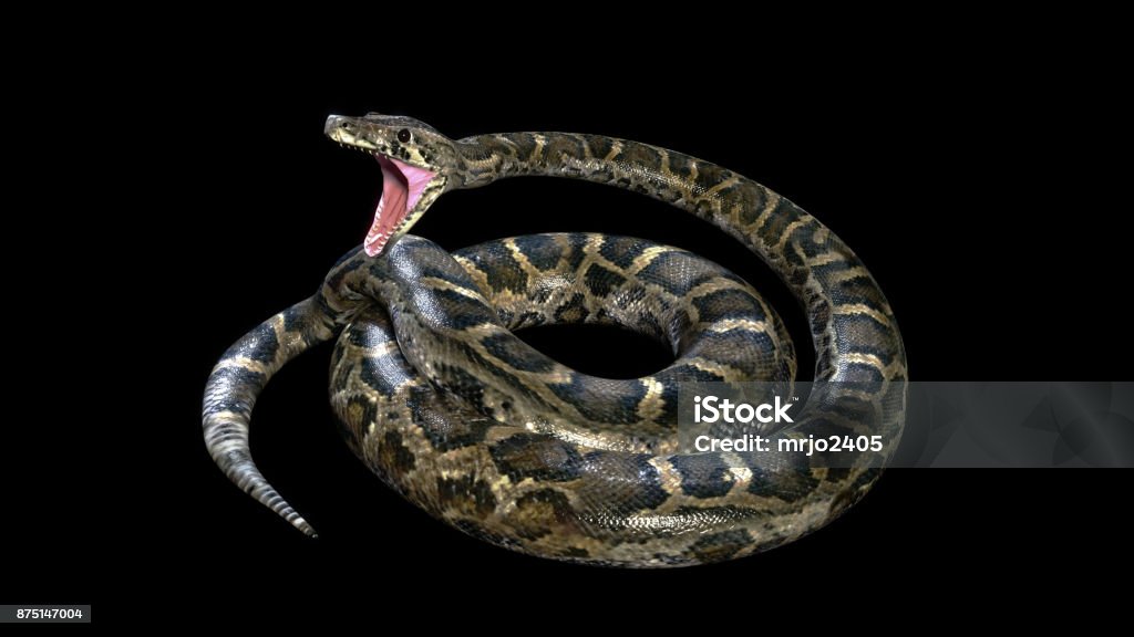 Boa Python Ball Boa Constrictor Ball Python Stock Photo - Download Image Now - Anaconda ...