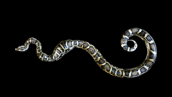 Big 3D Boa Constrictor and isolated on black background, 3d illustration, 3d rendering, ball python.