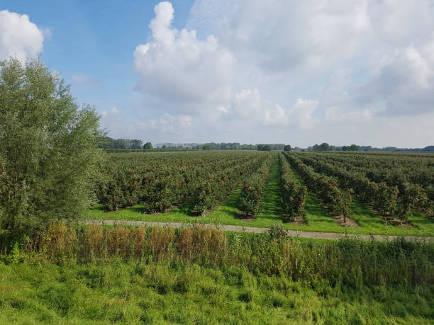 istock Apple orchard, Altes Land, Lower Saxony 875148020