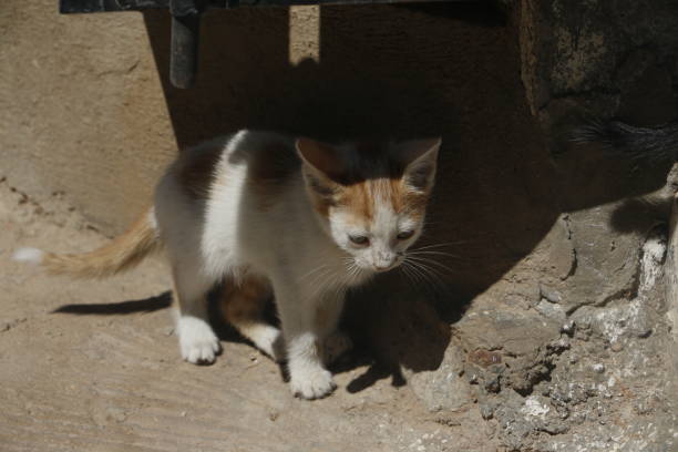 istock Cat outdoor in a sunny day 875150602