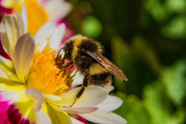 istock Insect bee on a red flower collects pollen, selective focus, closeup, 875154072