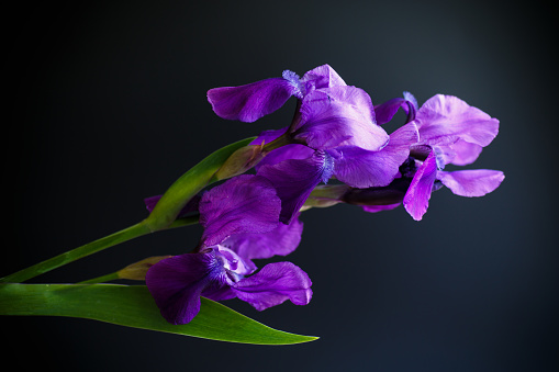 Iris flor púrpura photo