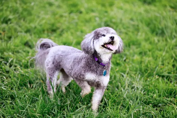 Schnoodle dog is a cross between a schnauzer and a poodle.