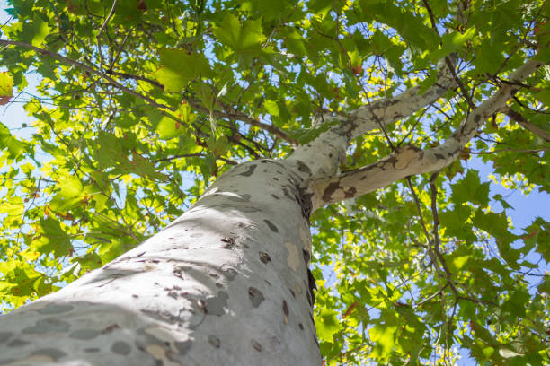 Bottom to top view of a platan tree trunk and branches against a blue sky background