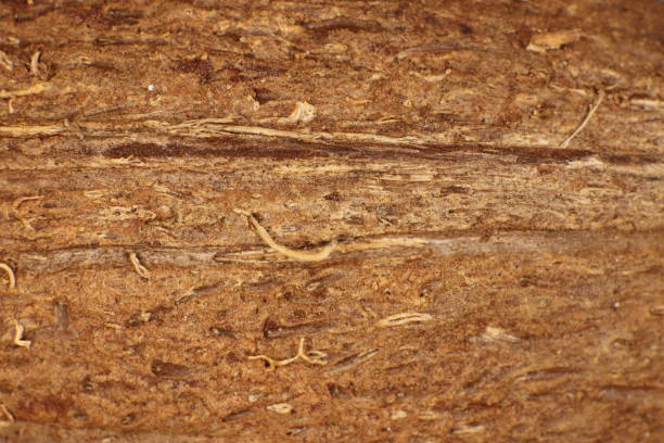 istock Coconut Nut Fibers Surface Texture. Natural Tropical Background. Macro Closeup. 875161684
