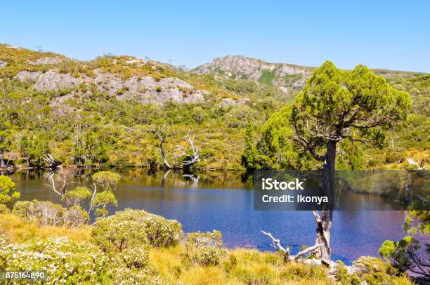Wind Battered Tree Cradle Mountain Stock Photo - Download Image Now - Alpine climate, Australia, Blue