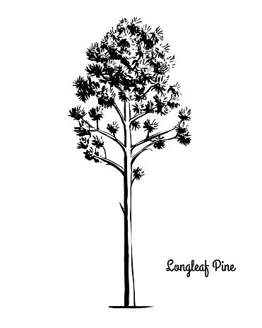 Vector sketch illustration. Black silhouette of Longleaf Pine isolated on white background. Drawing of evergreen coniferous plant, alabama and North Carolina state tree.