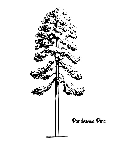 Vector sketch illustration. Black silhouette of Ponderosa, Bull, Blackjack Pine isolated on white background. Drawing of evergreen coniferous plant Western yellow-pine, Montana state tree.