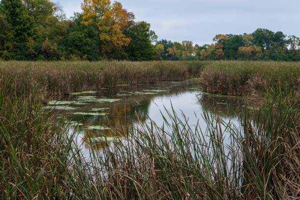 istock Swamp leading to Minnetonka lake 875168684