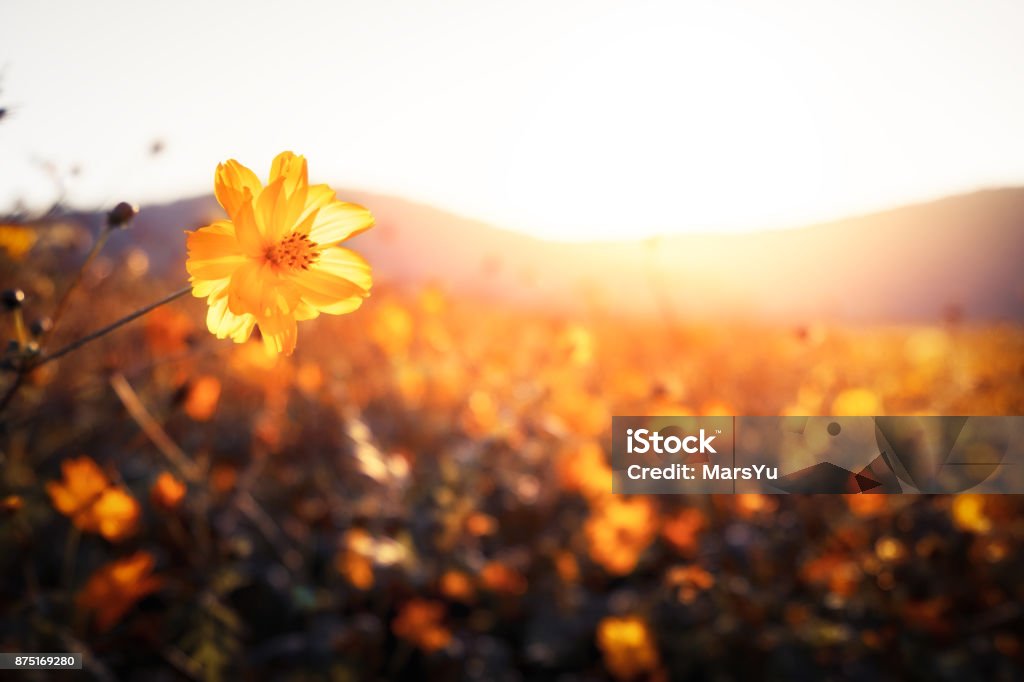 Golden flowers on a field next to hills Sunset,Sunrise - Dawn,Flowers,Fog,Autumn Flower Stock Photo