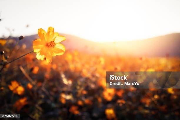 Golden Flowers On A Field Next To Hills Stock Photo - Download Image Now - Flower, Autumn, Sunrise - Dawn