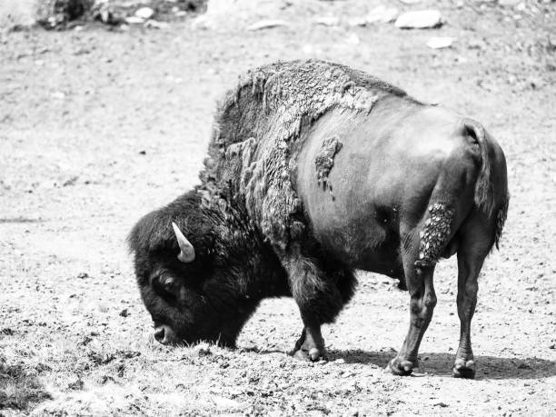 istock Wild american bison, Bison bison, aka buffalo on a pasture 875169494