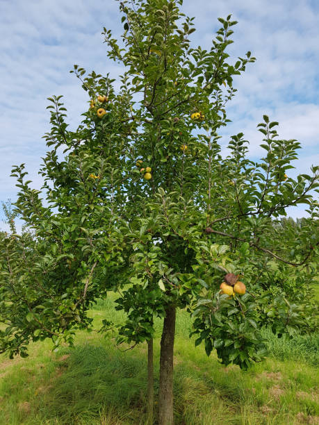 istock Neulander Soeoetappel, Apple, malus, domestica 875172716