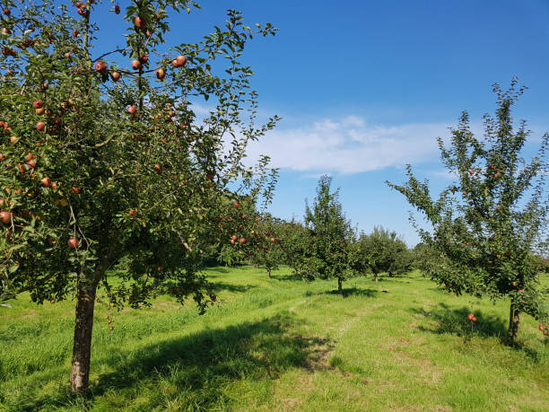 istock Orchard, Apple trees,, Malus, domestica 875173068