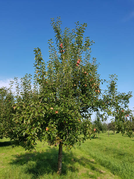istock Winterprinz Huell, malus, domestica, 875175264