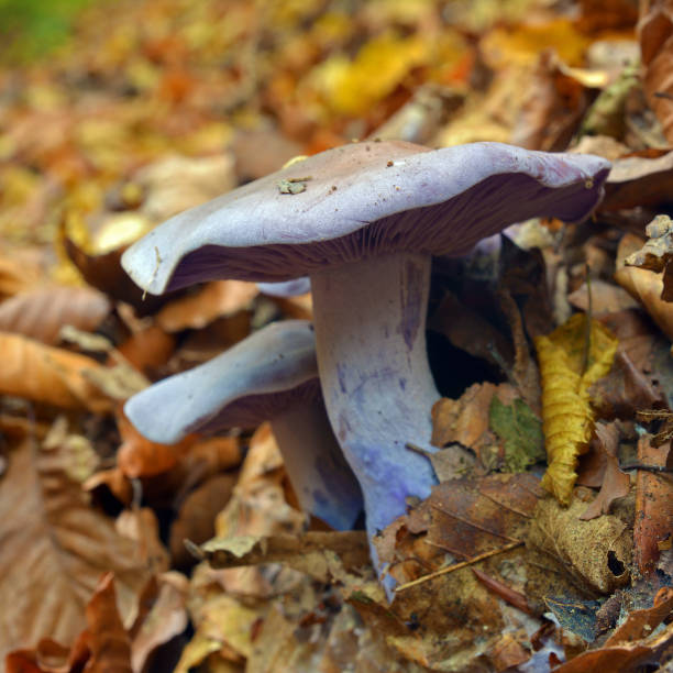 lepista nuda mushrooms in the forest\