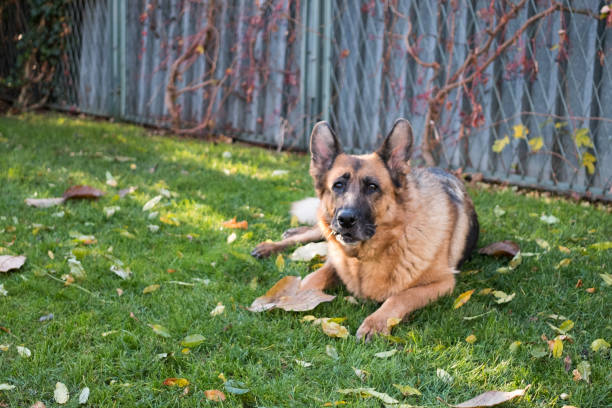 istock German Shepherd dog in a residential garden 875176300