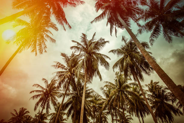 istock Branches of coconut palms under blue sky - vintage retro style 875176346