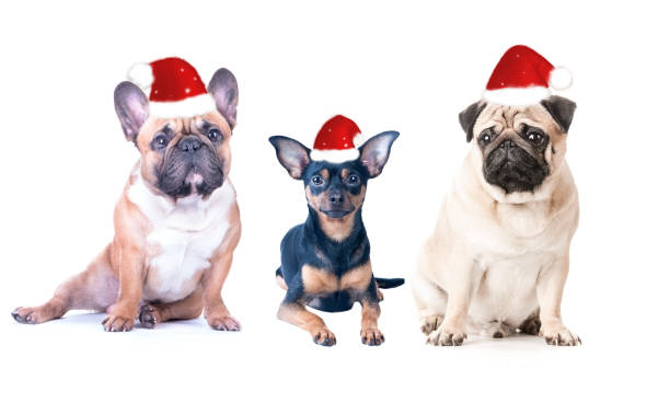 istock Three dogs  in New Year's caps  on a white background, isolated. 875176558
