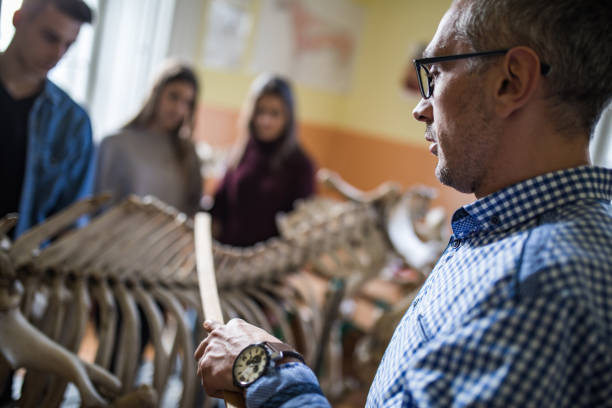 istock Anatomy teacher teaching students about animal skeleton. 875178756