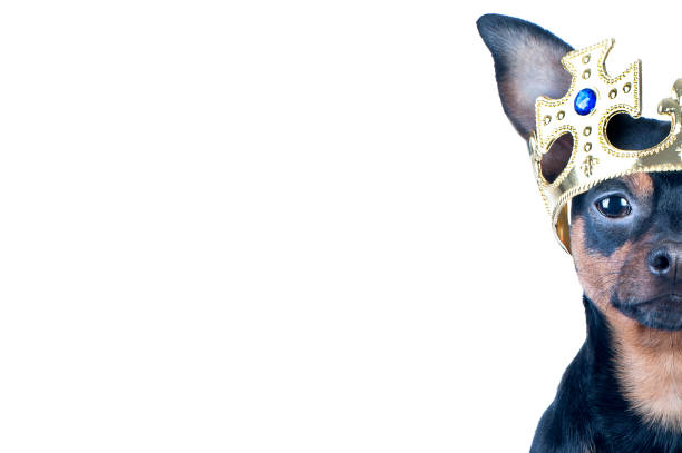 istock Half muzzle of a dog on a white background in the crown 875178924