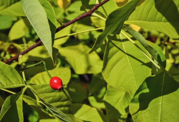 istock Closeup of a rosehip 875178946