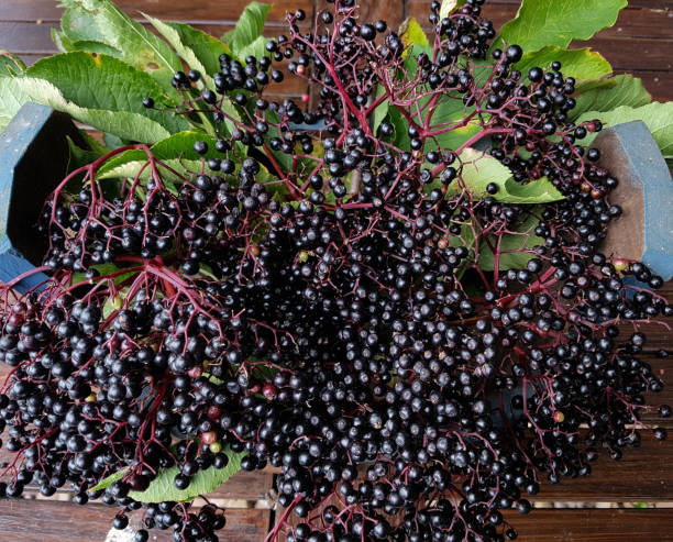 istock Elderberries, Sambucus, nigra, 875179534