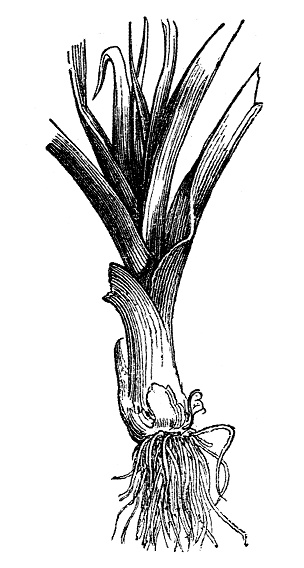 Illustration of a Leek