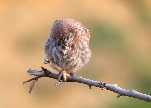 Close-up portrait of a slumbering juvenile  little owl  on a blurry beige background