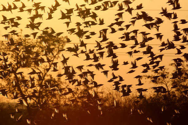 istock A flock of common starlings flies in the evening red light 875186496