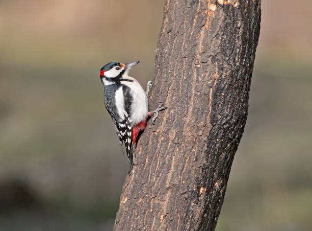 istock A male of great spotted woodpecker in classical pose sits on the tree. 875186500