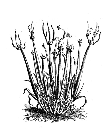 Illustration of a Leek (Allium Scorodoprasum)