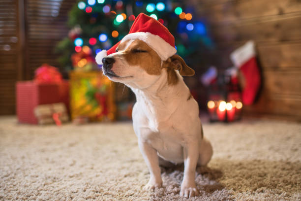 istock dog jack russel under a Christmas tree with gifts and candles 875189624