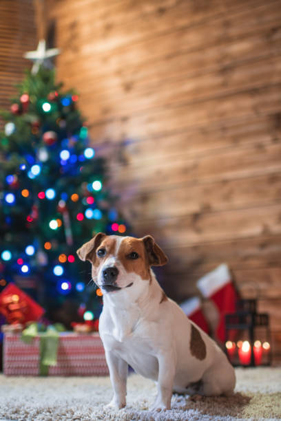 istock dog jack russel under a Christmas tree with gifts and candles 875190304