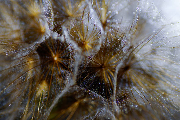 Abstract nature, wet Meadow Salsify, dandelion (goatsbeard)