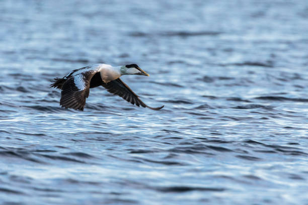 istock Common Eider male flying over blue ocean in winter 875206870