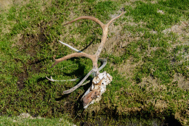 istock Antlers with skull on the ground 875207172
