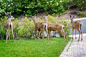 A family of deers eating roses in suburban garden