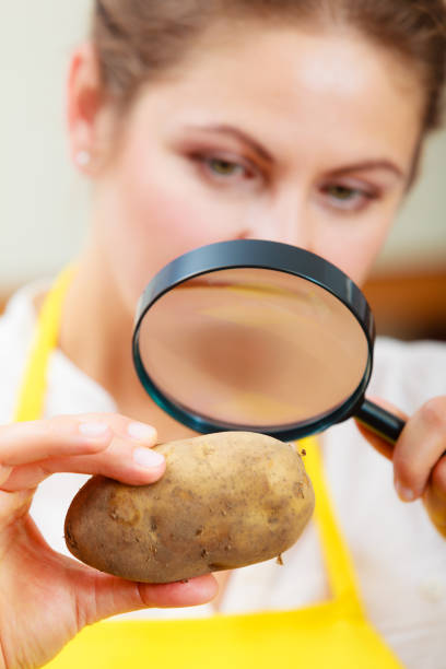 istock Woman inspecting potato with magnifying glass. 875210820