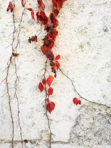 istock Red leaves and vines growing up the side of a cracked white wall 875218092
