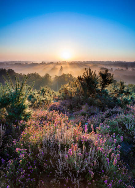 Dawn In The Surrey Hills Dawn breaks over the Surry Hills, in the UK surrey england stock pictures, royalty-free photos & images