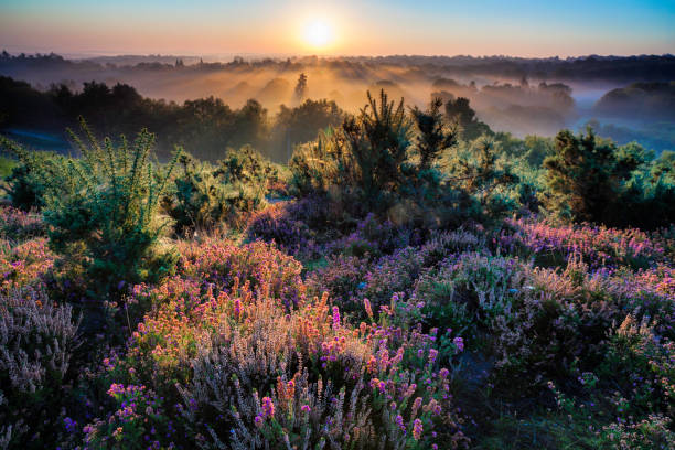 Dawn In The Surrey Hills Dawn breaks over the Surry Hills, in the UK surrey england stock pictures, royalty-free photos & images