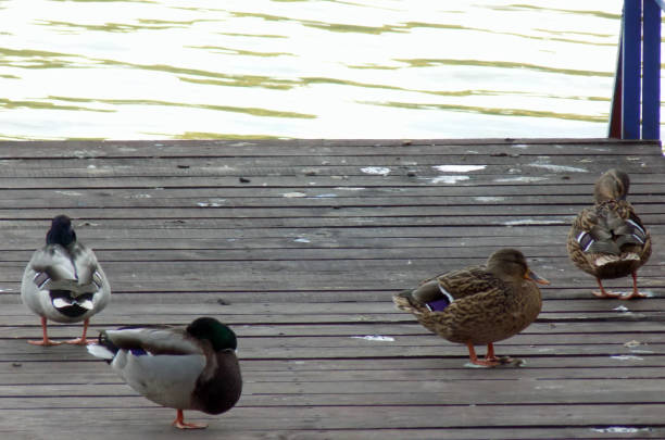 istock Few ducks standing on the wooden platform above the water surface 875218894